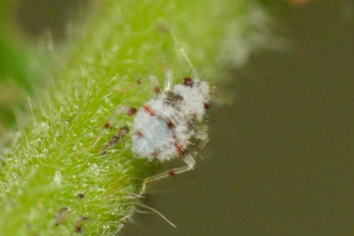 Réf. 265 483 : Deraeocoris lutescens